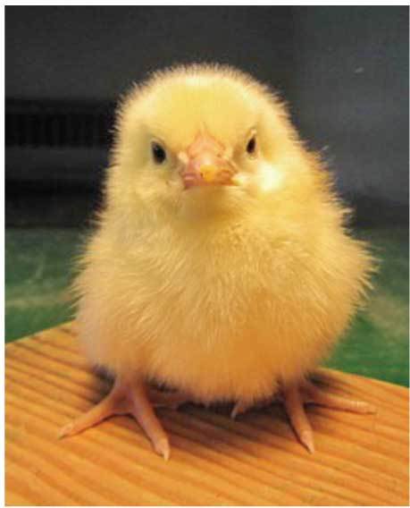 動物の正面顔ください