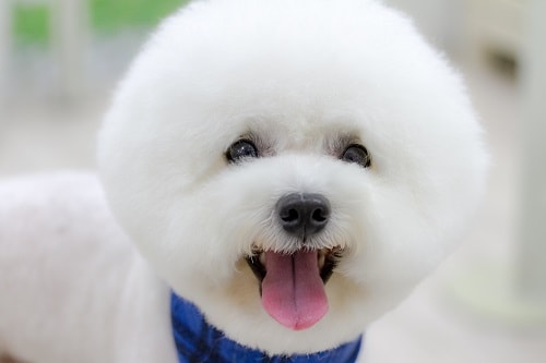 動物の正面顔ください