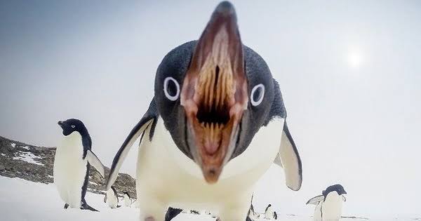 動物の正面顔ください