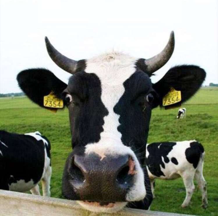 動物の正面顔ください