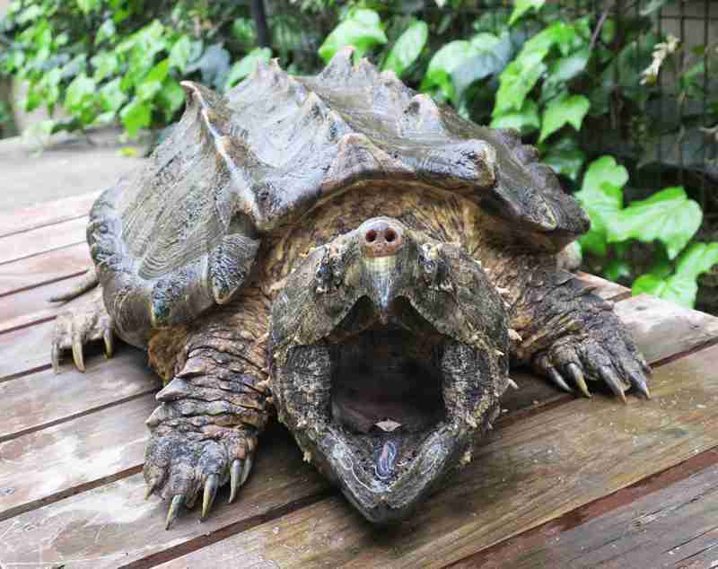 動物の正面顔ください