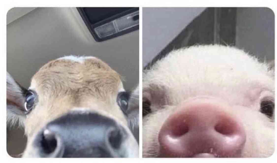 動物の正面顔ください