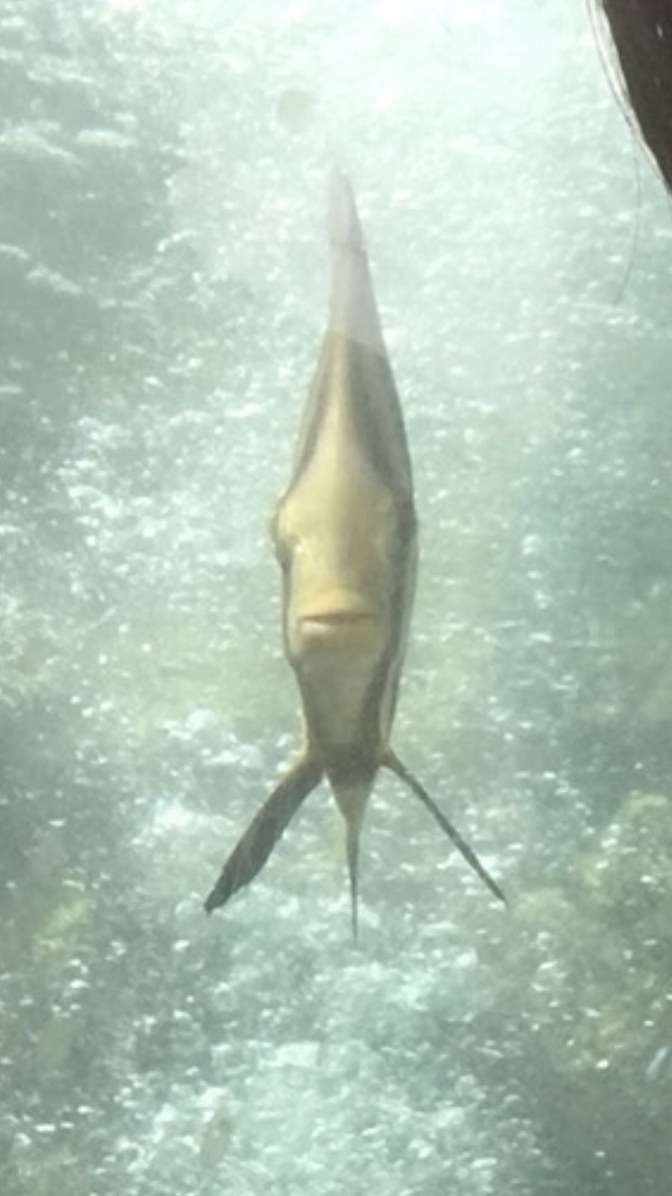 動物の正面顔ください