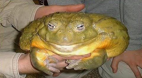 動物の正面顔ください