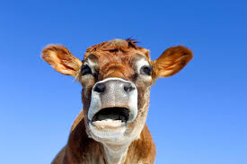 動物の正面顔ください