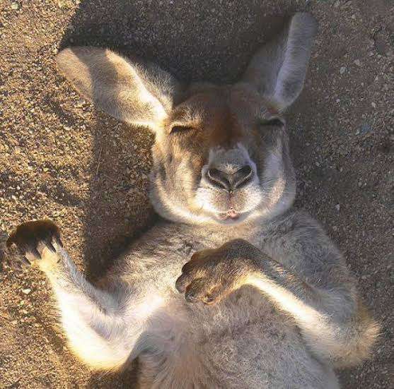 動物の正面顔ください