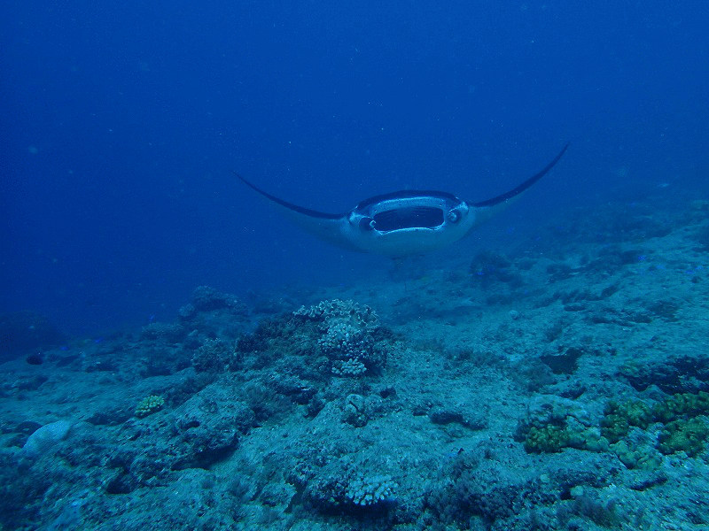 動物の正面顔ください