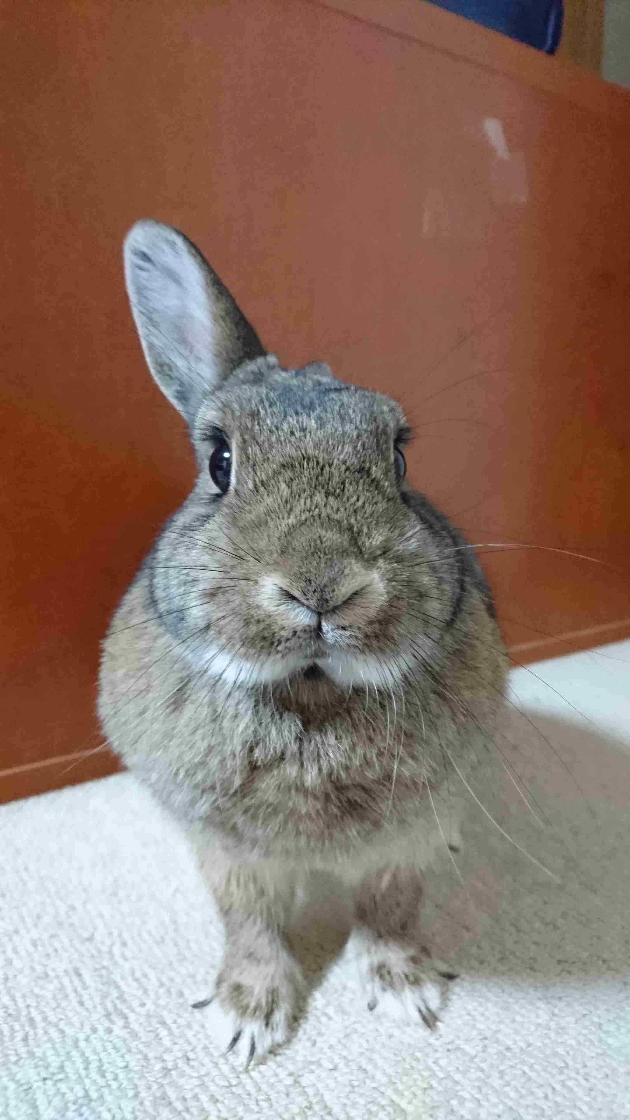 動物の正面顔ください