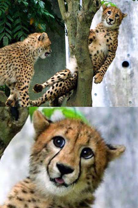 動物の正面顔ください