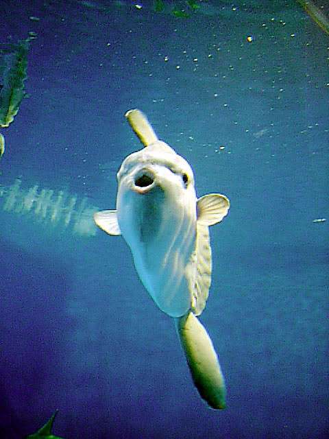 動物の正面顔ください