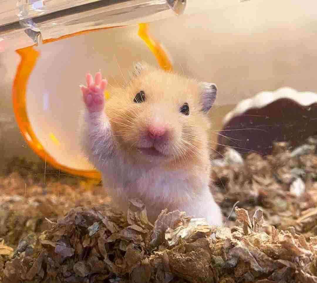 動物の正面顔ください