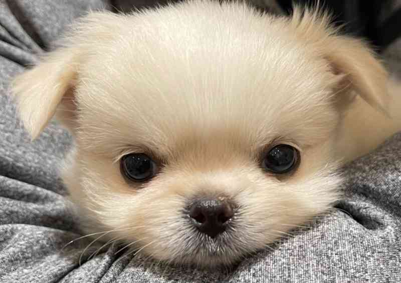 動物の正面顔ください