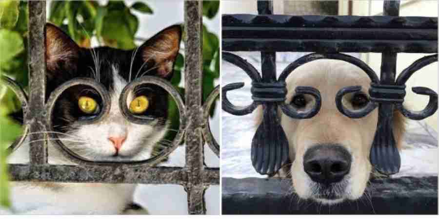 動物の正面顔ください