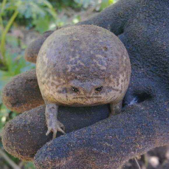 動物の正面顔ください