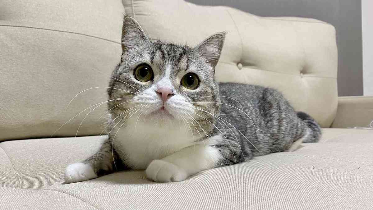 動物の正面顔ください