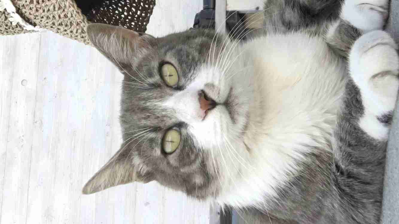 動物の正面顔ください