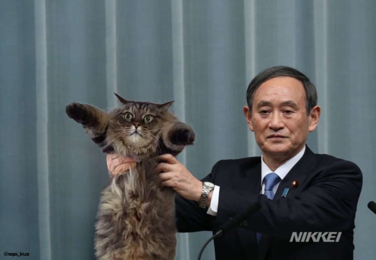 動物の正面顔ください