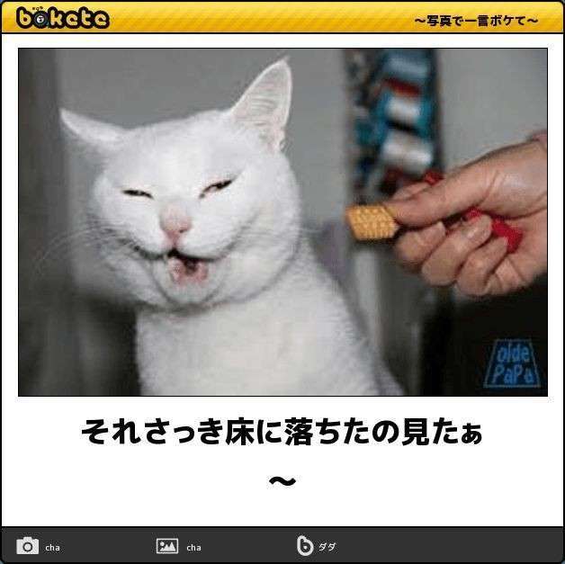 動物の正面顔ください