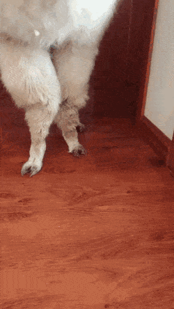 動物の正面顔ください