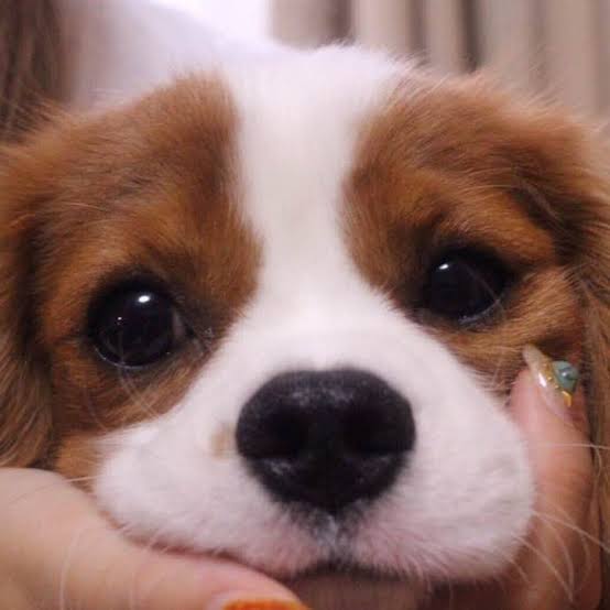 動物の正面顔ください