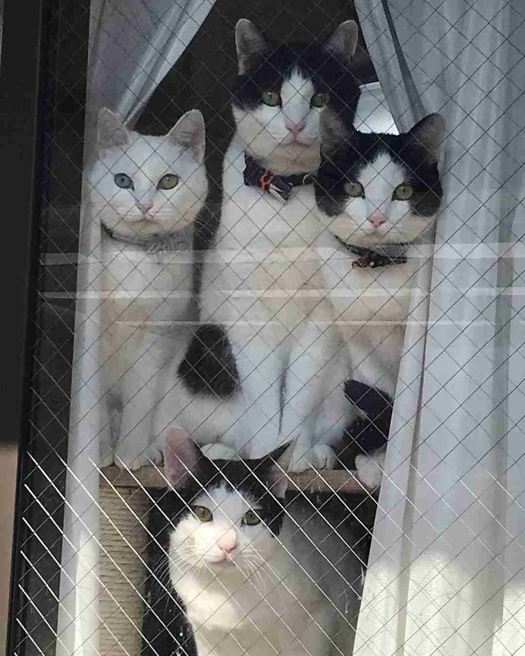 動物の正面顔ください