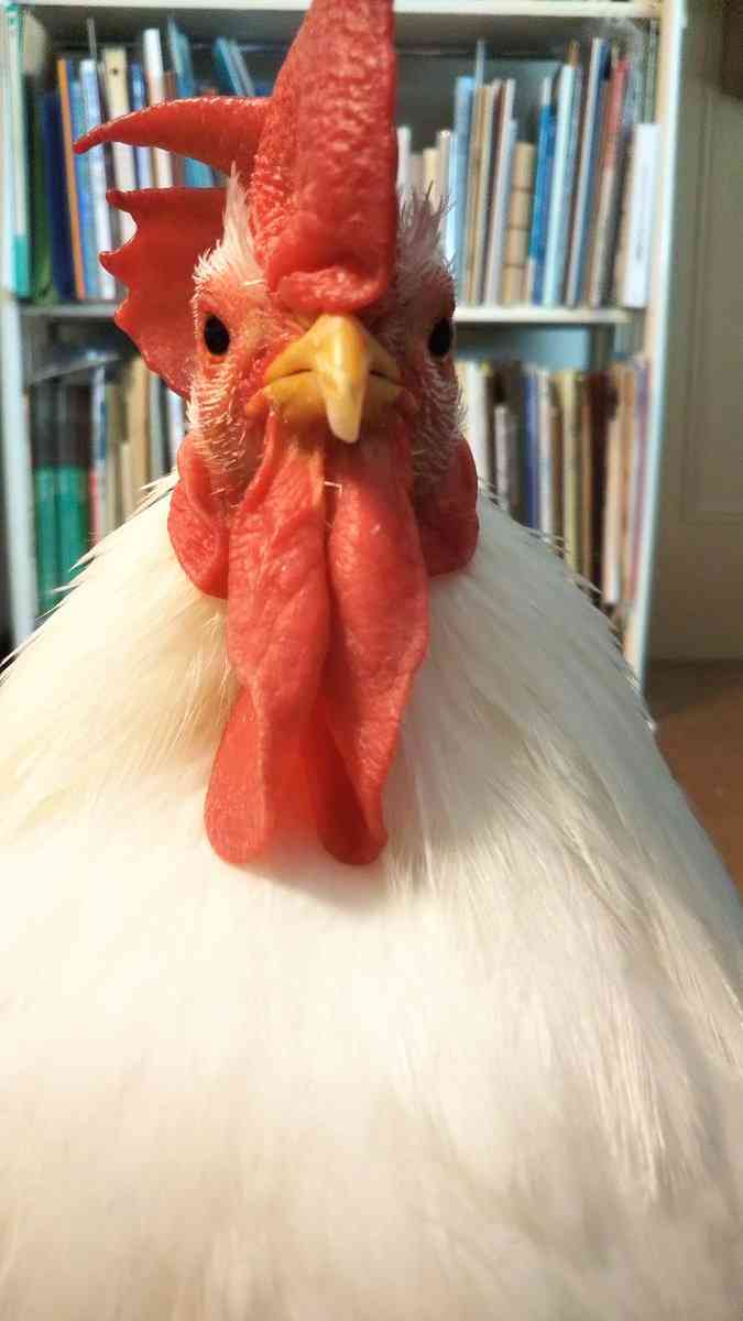 動物の正面顔ください