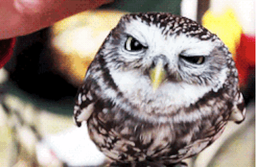 動物の正面顔ください