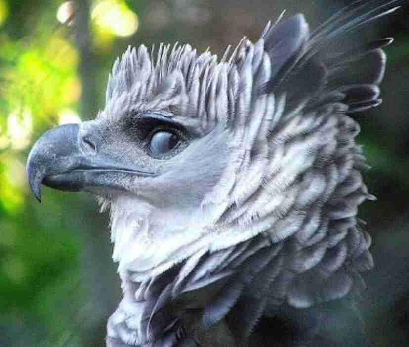 動物の正面顔ください