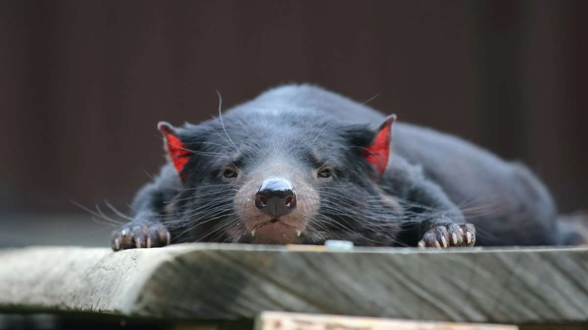 動物の正面顔ください