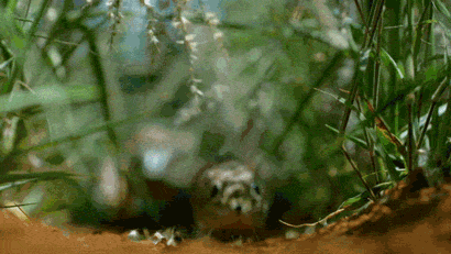 動物の正面顔ください