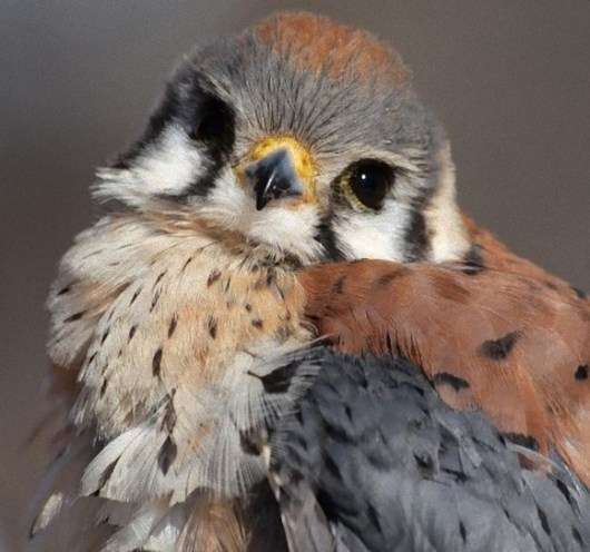 動物の正面顔ください