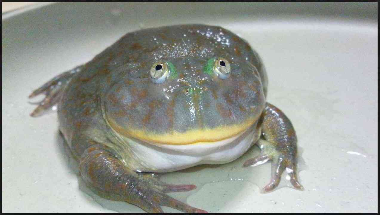 動物の正面顔ください