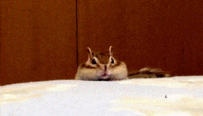 動物の正面顔ください