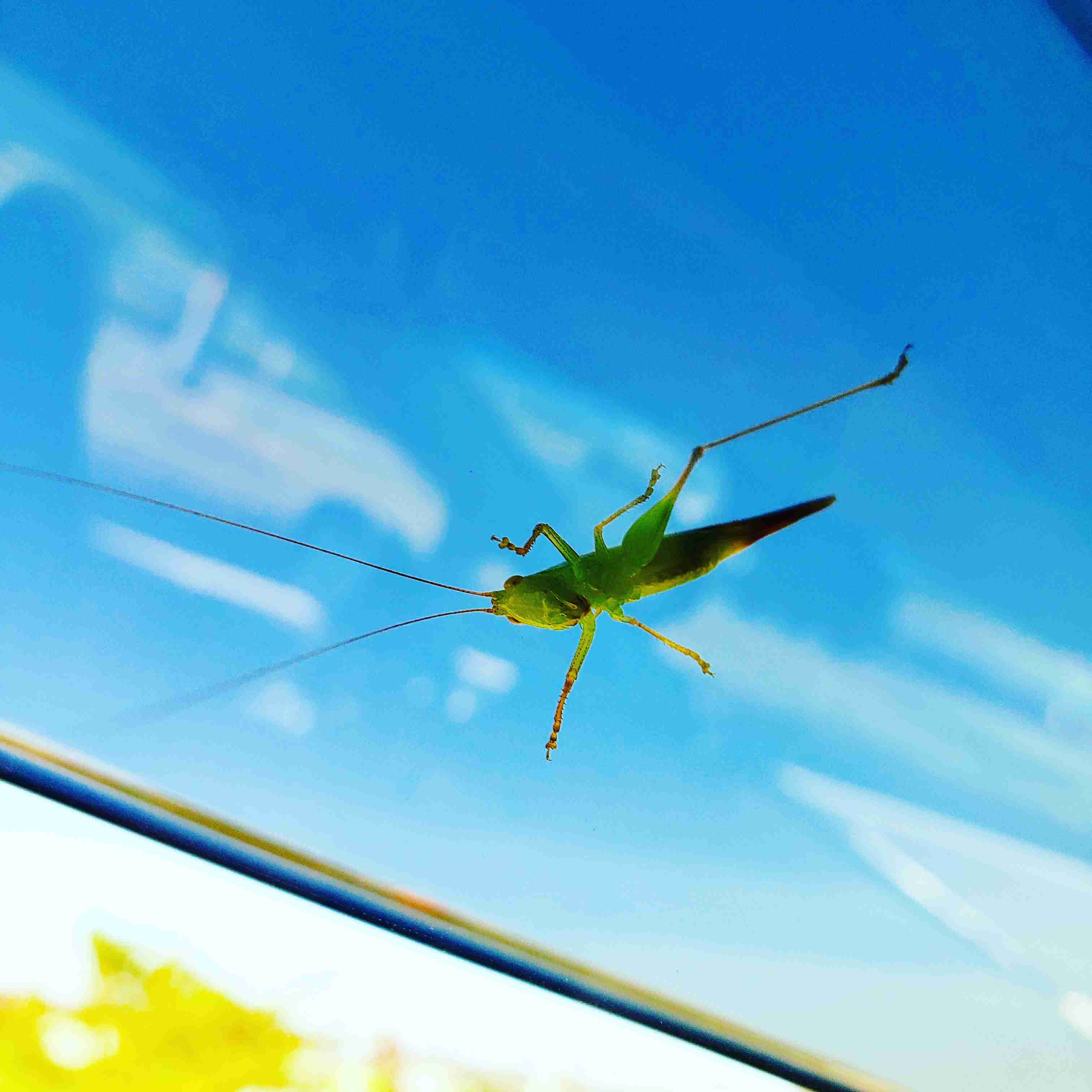 動物の正面顔ください