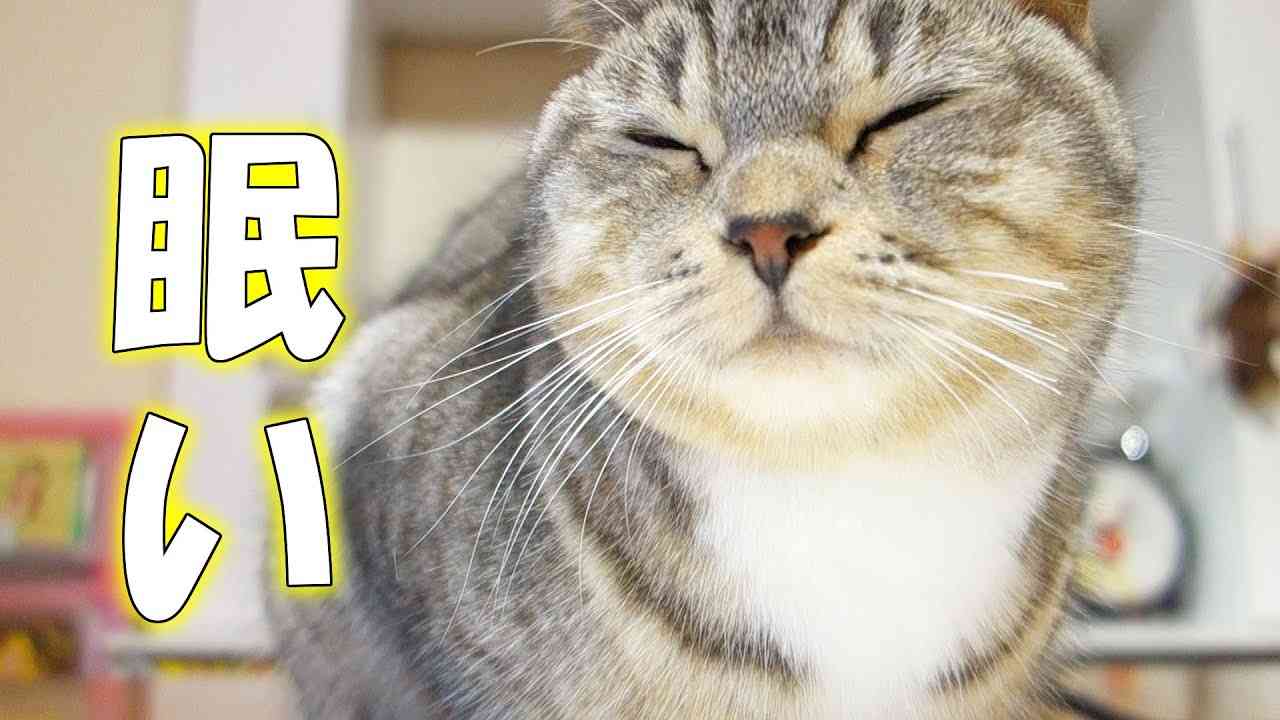 動物の正面顔ください