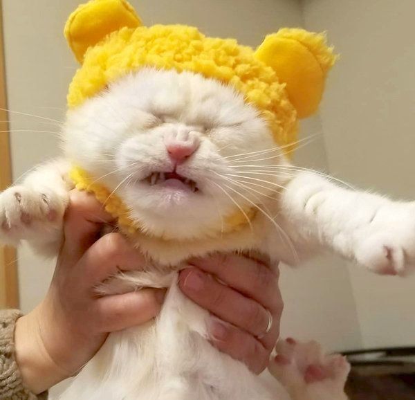 動物の正面顔ください