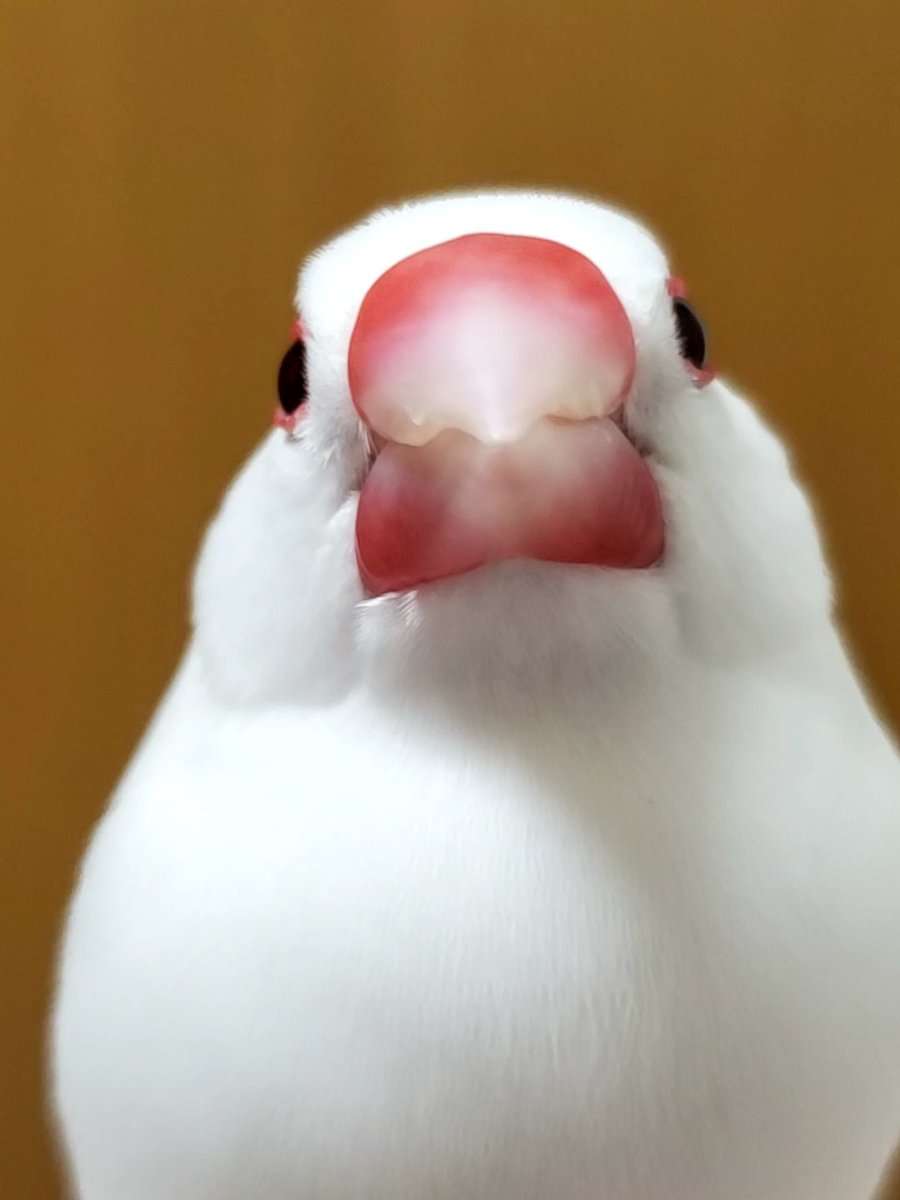 動物の正面顔ください