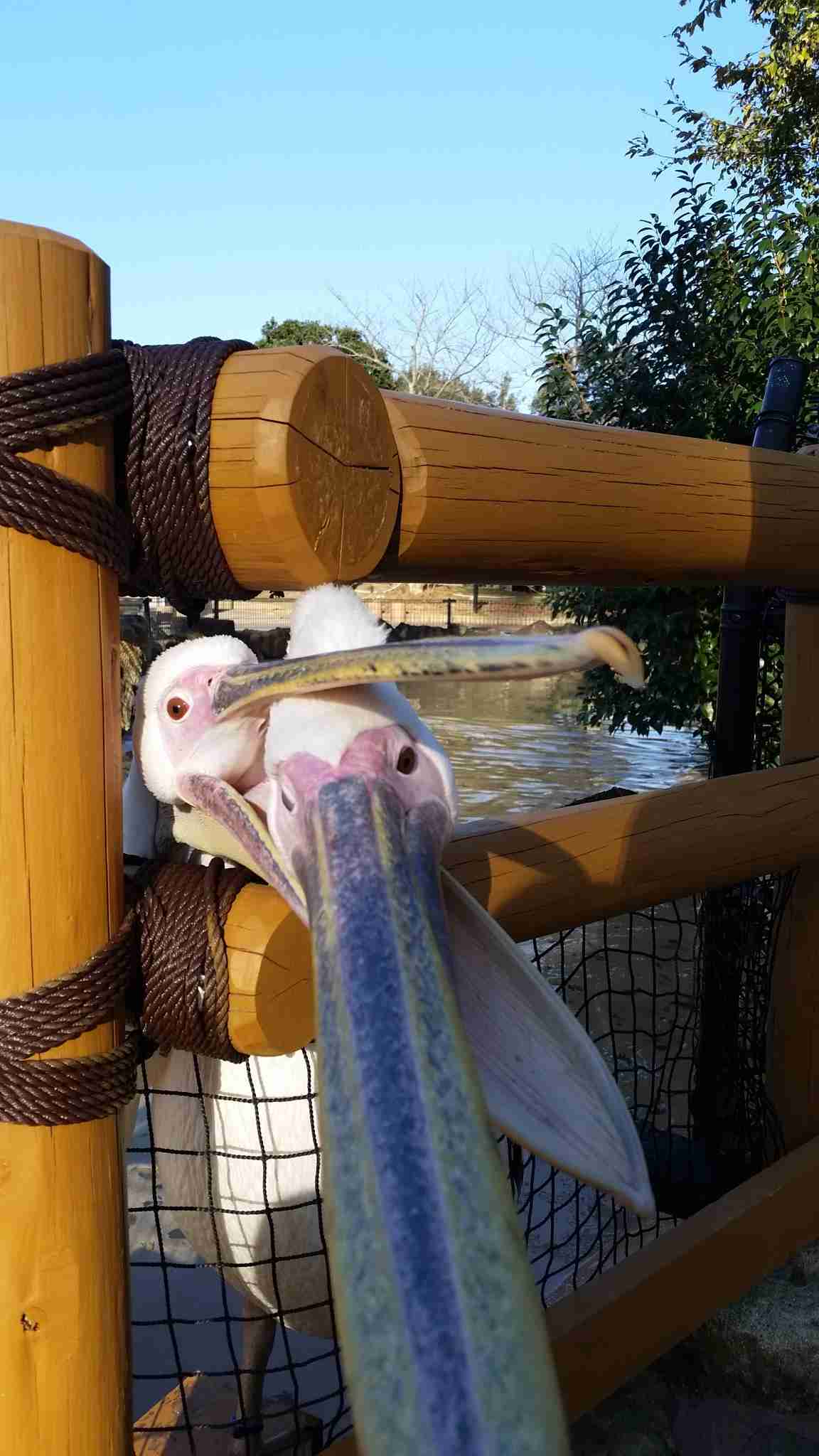 動物の正面顔ください