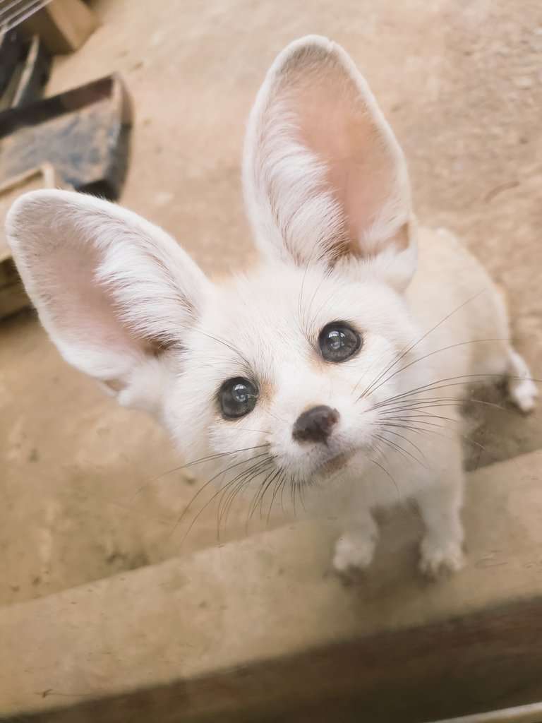 動物の正面顔ください