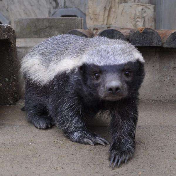 動物の正面顔ください