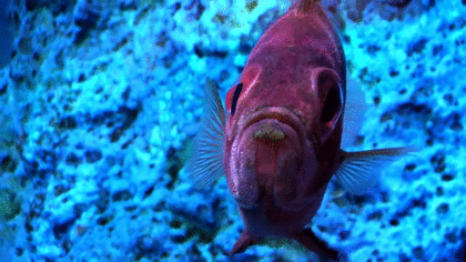 動物の正面顔ください