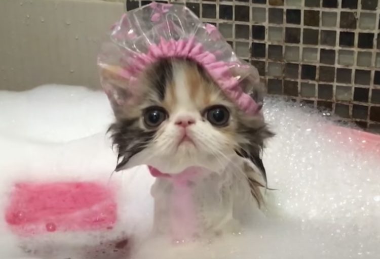 動物の正面顔ください