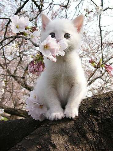 動物の正面顔ください