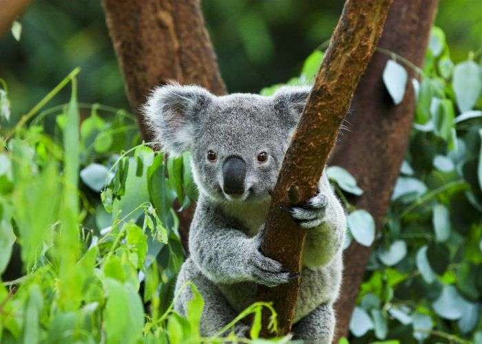 動物の正面顔ください