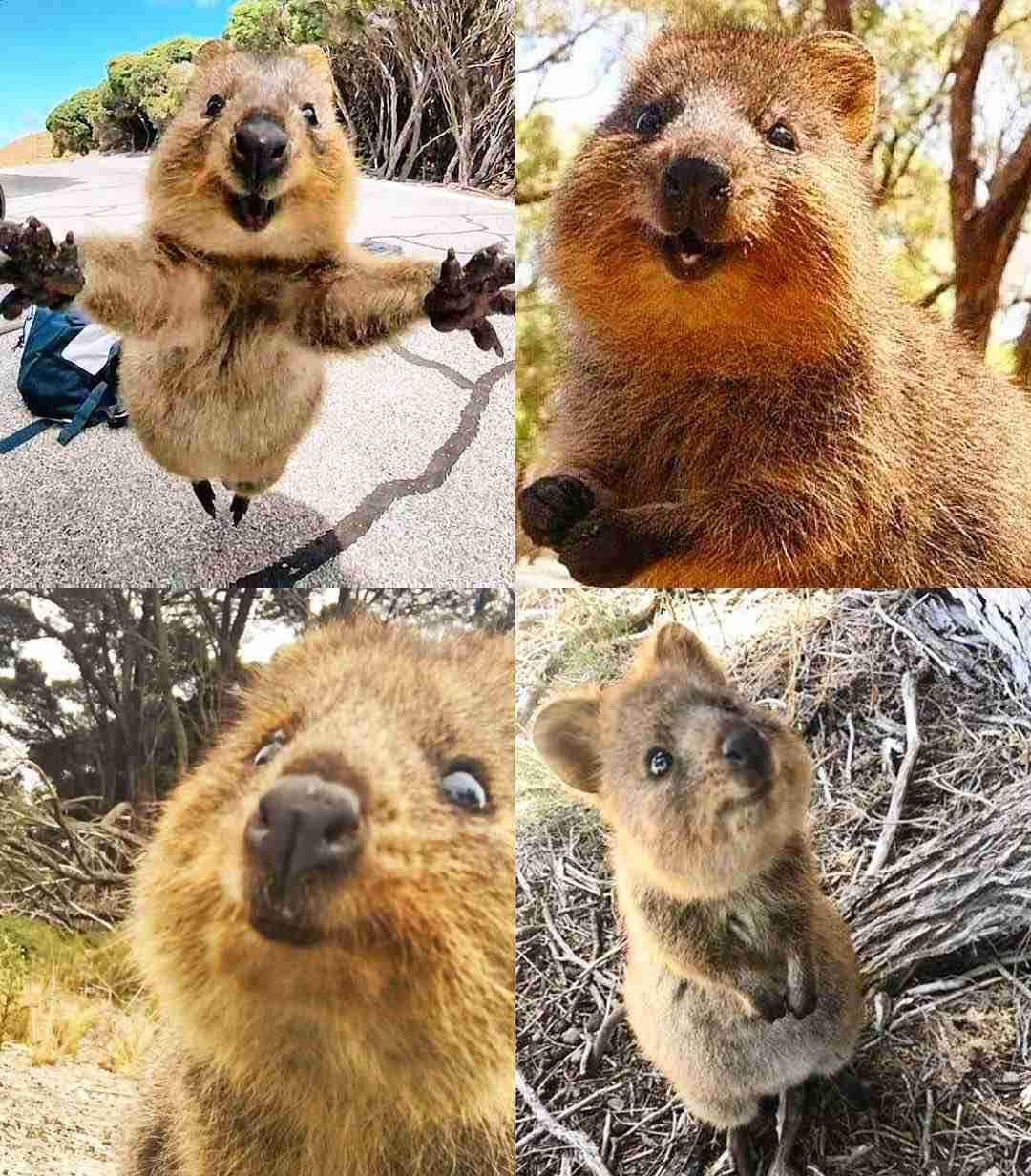 動物の正面顔ください