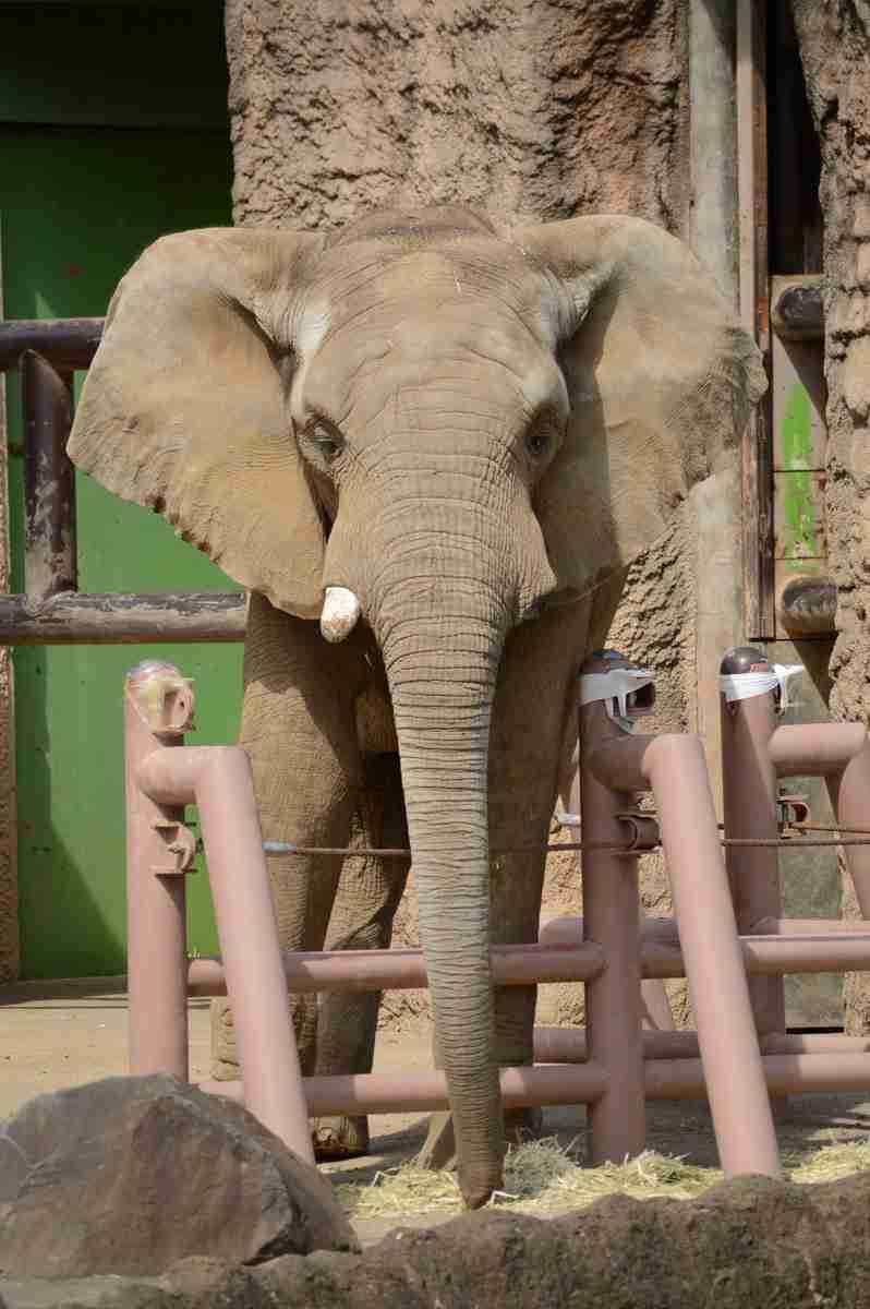 動物の正面顔ください