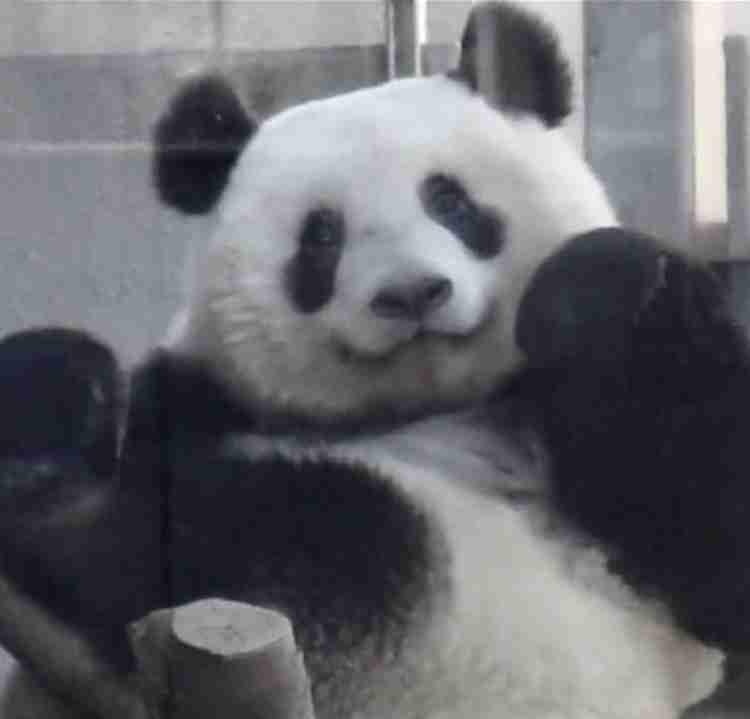 動物の正面顔ください