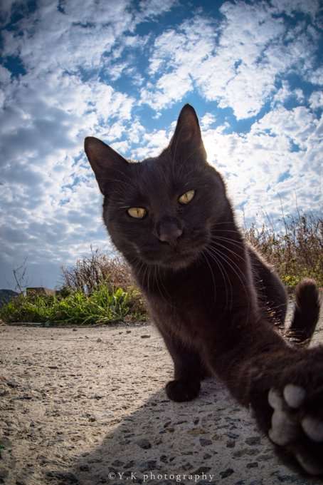 動物の正面顔ください