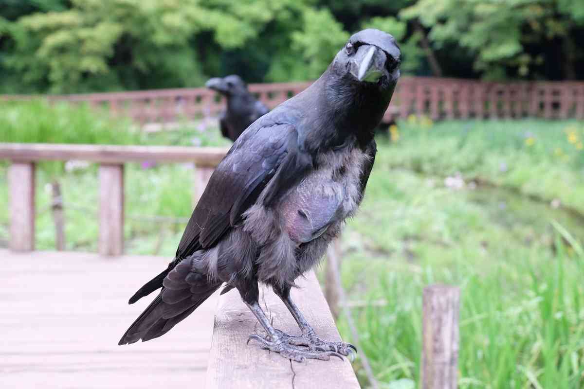 動物の正面顔ください