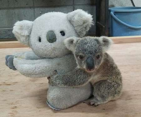 動物の正面顔ください